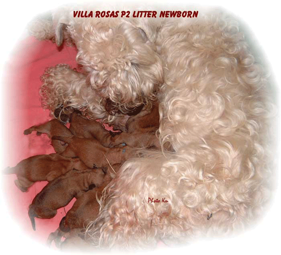 P2-litter-newborn.gif P2-litter-newborn.gif