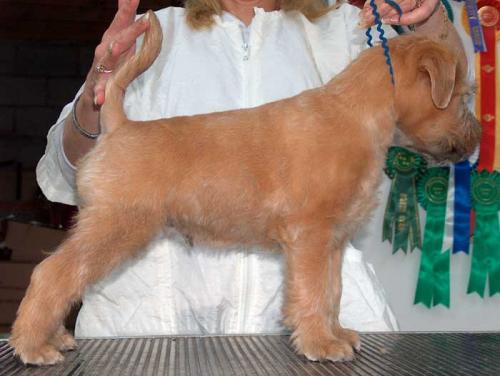 blue-8-wks-after-trim-4 blue-8-wks-after-trim-4