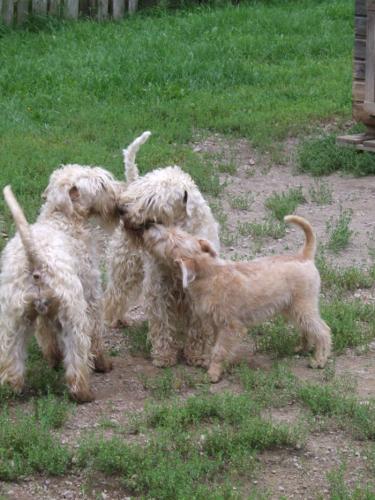 harry-snorre-paisley harry-snorre-paisley