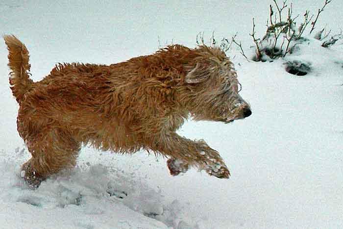 harry-i-sno harry-i-sno