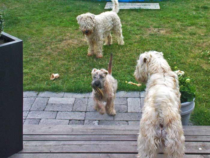 harry-lisa-rosie harry-lisa-rosie