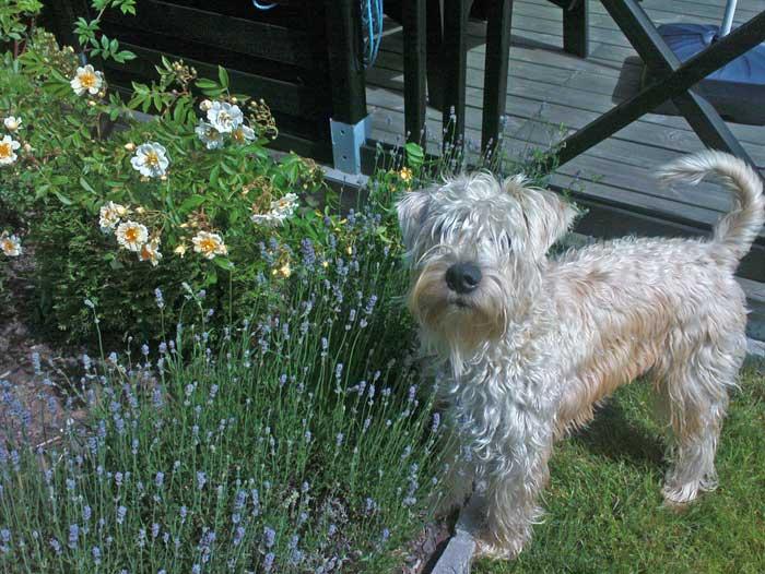 harry-o-blommor harry-o-blommor