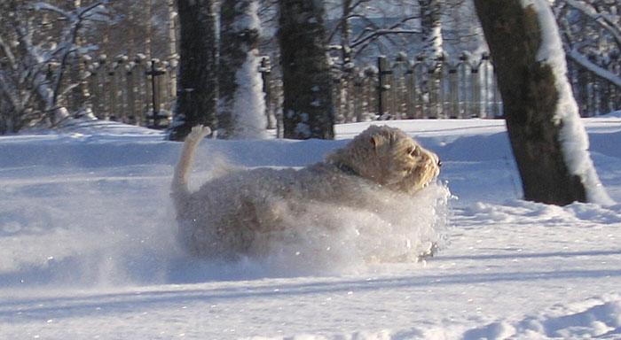 shiko-in-the-snow-2010