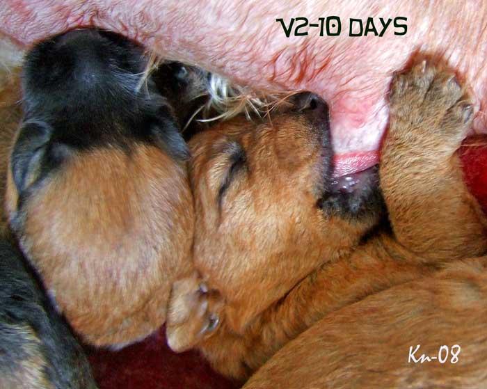 v2-10days-eating v2-10days-eating