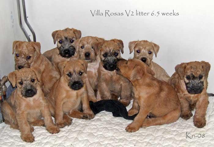 v2-6.5-veckor v2-6.5-veckor