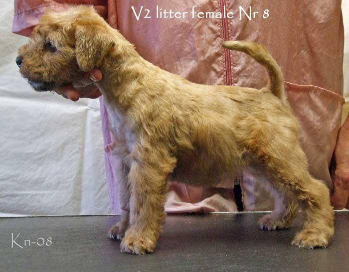 v2-female-nr-8 v2-female-nr-8