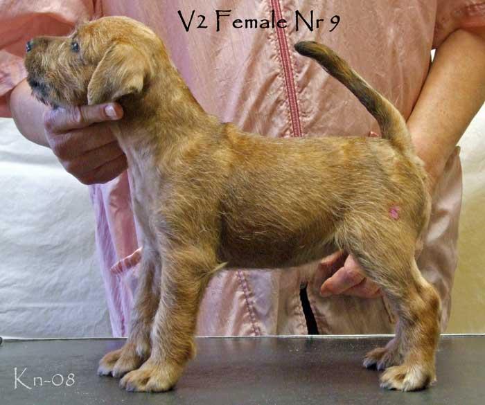 v2-female-nr-9 v2-female-nr-9