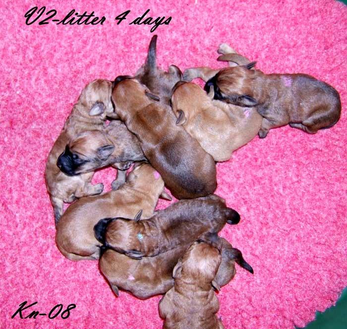 v2-kullen-4-dagar v2-kullen-4-dagar
