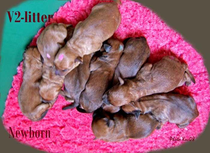 v2-litter-newborn v2-litter-newborn