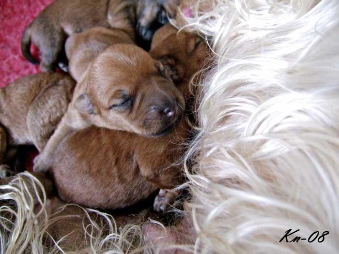 v2-red-pup-rygg-4days v2-red-pup-rygg-4days