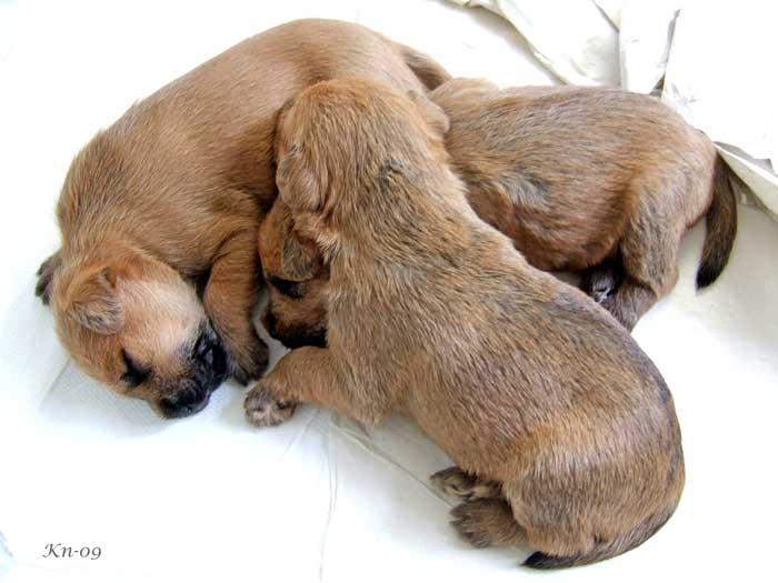 w2-2,5v-3valpar w2-2,5v-3valpar