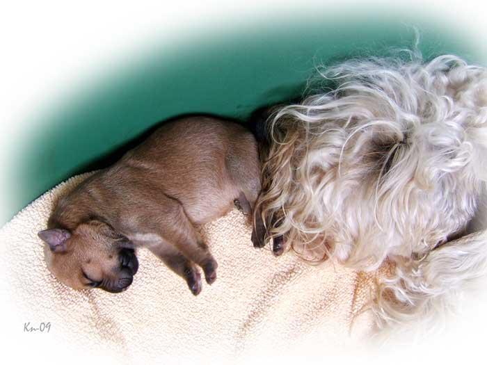 w2-2days-mom-and-pup w2-2days-mom-and-pup