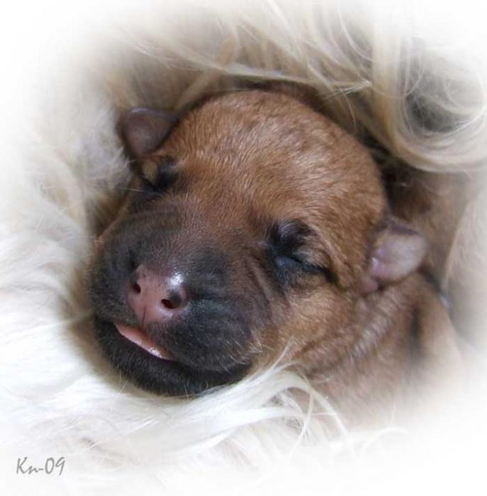 w2-2days-puppyface w2-2days-puppyface