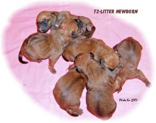 t2-newborn t2-newborn